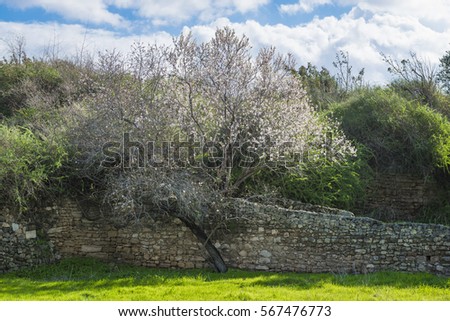 The blooming Almond tree by the ancient wall in Ashkelon National Park (Gan Leumi), Israel.