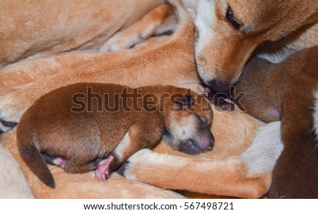 Shiba Inn's Mother and Baby