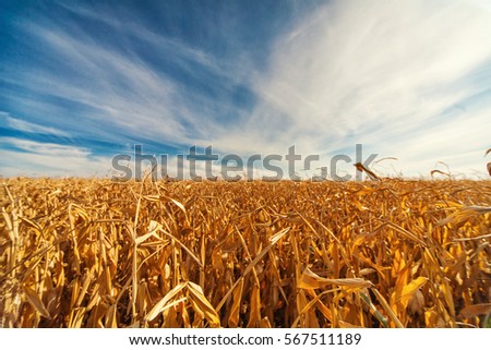 Ears of golden wheat close up in field as Beautiful Nature Sunset Landscape