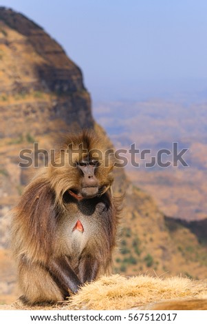 Gelada Baboon - Simien Mountains National Park - UNESCO World Heritage Centre  - Ethiopia