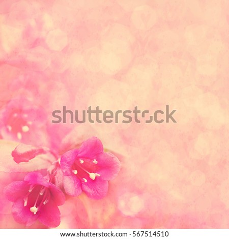 Spring blossoming pink weigela, selective focus, shallow DOF, toned, light and heart bokeh background, pastel and soft card