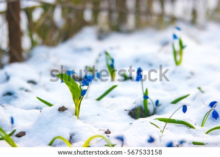 snowdrop flower growing from snow spring sunny day Royalty-Free Stock Photo #567533158