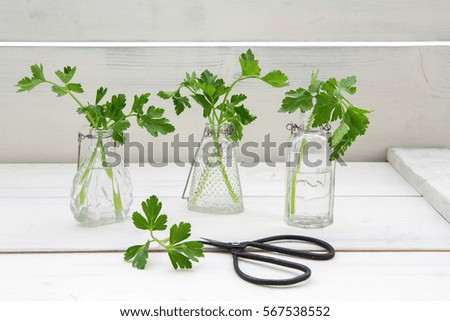 Parsley in small vases with water on a white wooden background