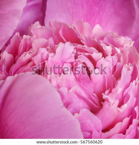 Abstract close up of pink peony flower. Macro photo with soft focus. Abstract natural background.