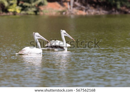 White Pelican on water