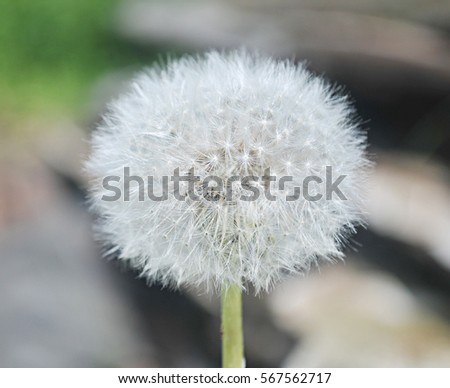 dandelion close-up. Dandelion in the center of the picture