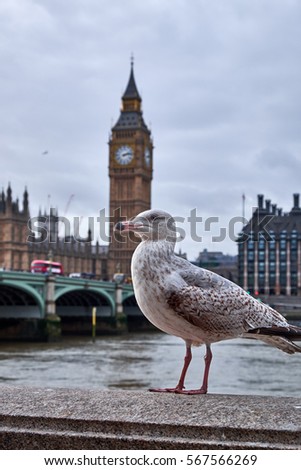 Seagull standing on the rail on The Queen's Walk with Big Ben and the Parliament in the background