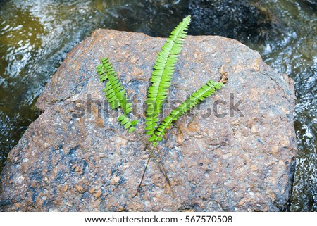 Green Leaf above the river stone over river background.