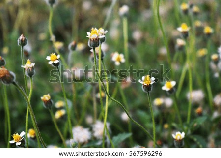 grass flowers nature background