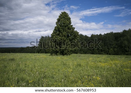 Single standing tree