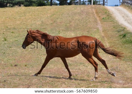 Running horse on the mountain