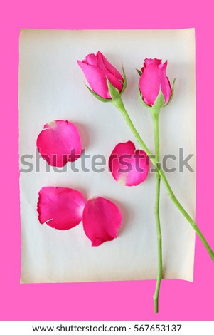 Roses and petals on old brown paper isolated on pink background