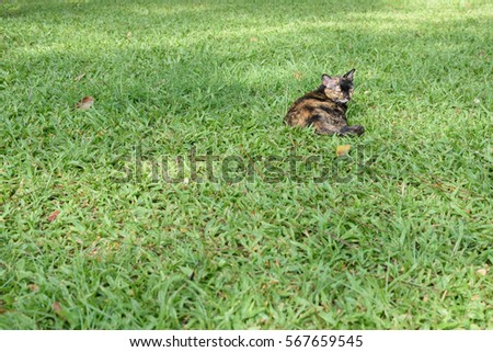 tabby cat sitting on the grass in park