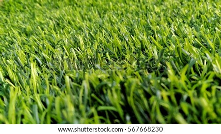artificial grass 
