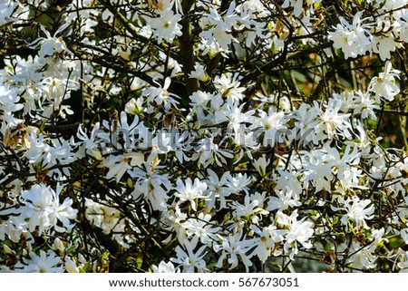 Outdoor color photo of a white flowering magnolia tree with many blossoms taken in bright sunshine