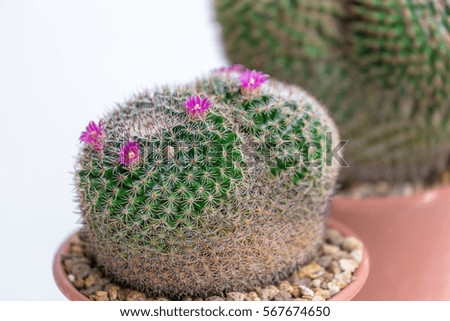 A cactus in pot on wood background, lovely plant indoor.