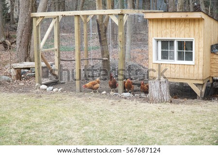 chicken coop in back yard in residential area Royalty-Free Stock Photo #567687124
