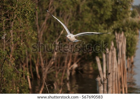 Seagull flying fast on mangrove forest.