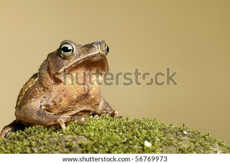 toad rhinella typhonius beautiful eyes big mouth amazon amphibian rain forest animal copy space