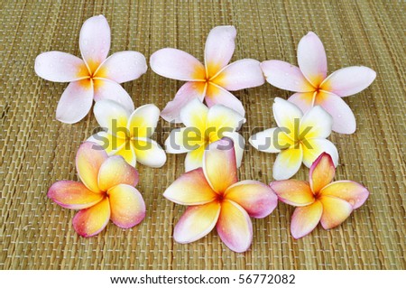colorful frangipani