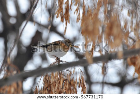 Brambling, Fringilla montifringilla, single male on branch. Bird eat seeds on a tree.