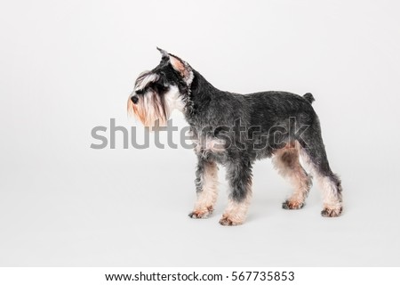 Schnauzer dog on the white background. Cut out. Isolated