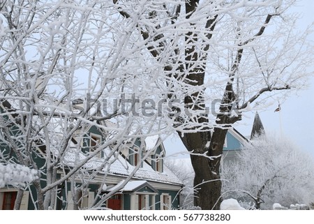 Winter background. Tree Branches Winter. 