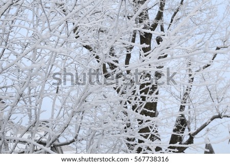 Winter background. Tree Branches Winter. 