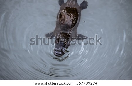 Platypus swimming on the surface of a creek, Eungella National Park, Queensland, Australia