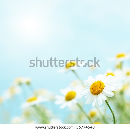 Daisies in the morning. Royalty-Free Stock Photo #56774548
