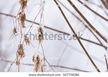 Winter frozen leaf 