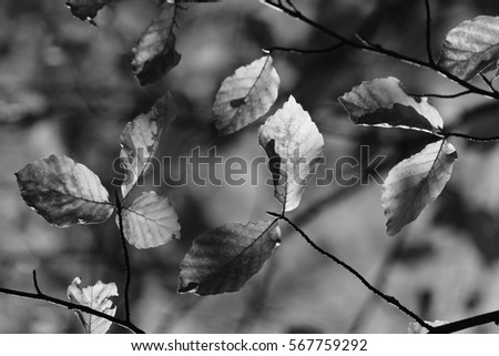 Leaves in autumn, black and white