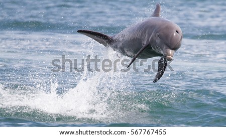 Bottlenose Dolphin jumping in Dolphin Bay, Panama Royalty-Free Stock Photo #567767455