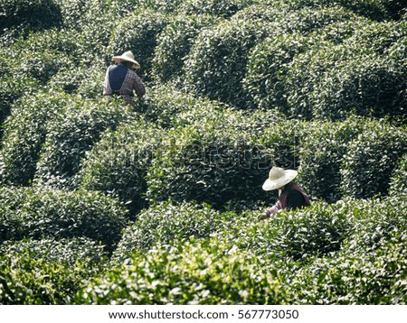 Tea field in Hangzhou where is famous for tea in China.