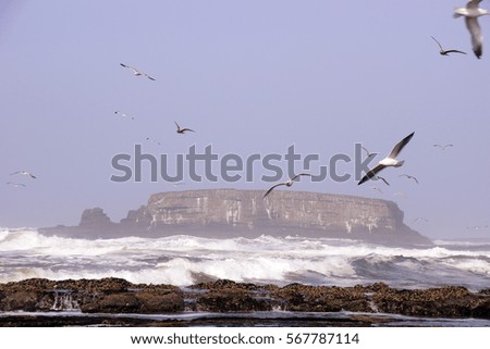 Seagulls flying out over incoming surf  near Otter Rock, Oregon coast