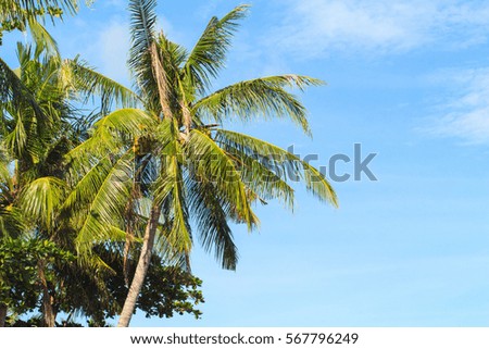 Tropical landscape with palm tree. Exotic island photo background. Summer vacation banner template. Beautiful natural scene of holiday travel destination. Tropic greenery and bright blue sky picture