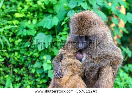 Female of olive baboon during breastfeeding