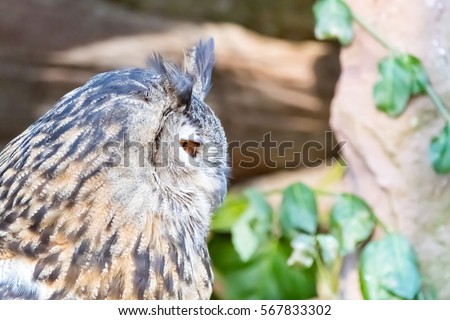 portraiture of an owl sitting on wood with blurry background