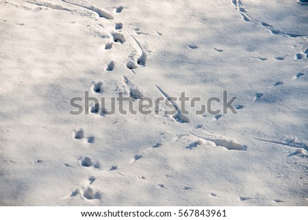 close up on fresh and wild animal trace on snow