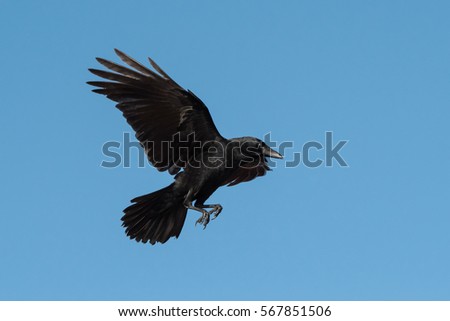 Carrion Crow, Birds