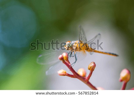dragonfly resting on orchid flower