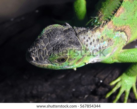 Tropical lizard iguana on a tree close-up