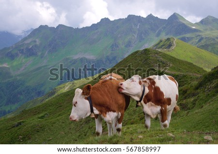 Two cows nudging each other Royalty-Free Stock Photo #567858997