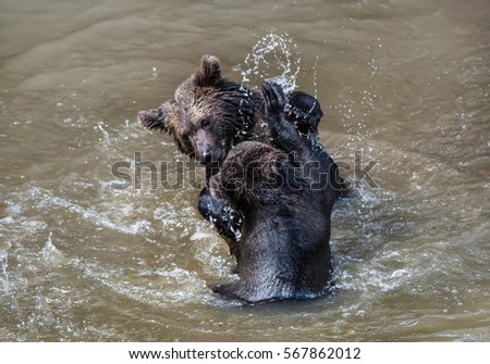 two young brown bears fighting in the moody river