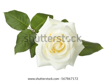 White rose isolated on white background. Royalty-Free Stock Photo #567867172
