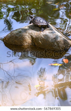 A lake with a turtle lying on the stone which basks in the sun.