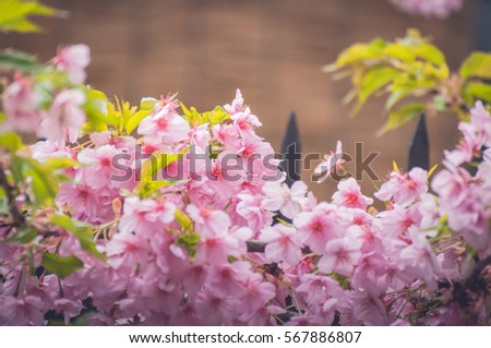 Sakura flowers, Japanese cherry blossoms