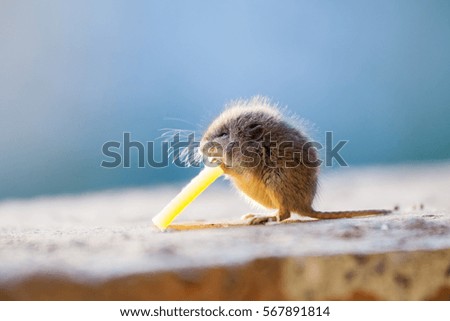 Little mouse eating cheese