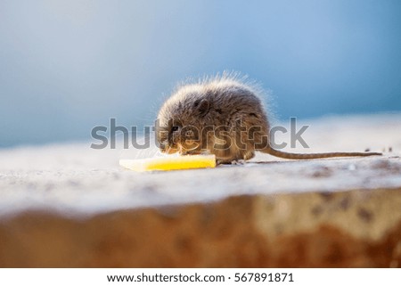 Little mouse eating cheese