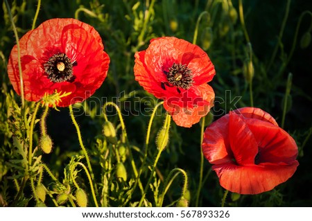 Big red poppy flower with buds in the meadow. Nature composition. Closeup of big poppy flowers.